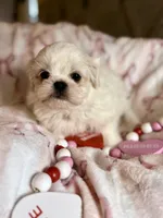 Polar Bear, a male Shih Tzu for sale in Williston, FL – Photo 3 of 9