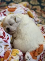 Polar Bear, a male Shih Tzu for sale in Williston, FL – Photo 7 of 9