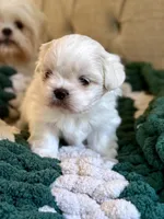 Polar Bear, a male Shih Tzu for sale in Williston, FL – Photo 4 of 9
