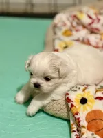 Polar Bear, a male Shih Tzu for sale in Williston, FL – Photo 9 of 9
