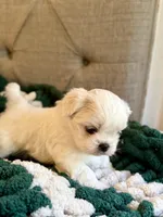 Polar Bear, a male Shih Tzu for sale in Williston, FL – Photo 5 of 9