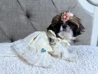 Kiwi, a female Shih Tzu for sale in Williston, FL – 6 of 8
