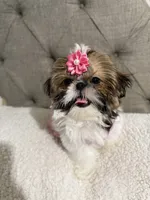 Peach, a female Shih Tzu for sale in Williston, FL – 3 of 8