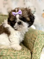 Kiwi, a female Shih Tzu for sale in Williston, FL – 8 of 8