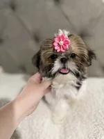 Peach, a female Shih Tzu for sale in Williston, FL – 6 of 8