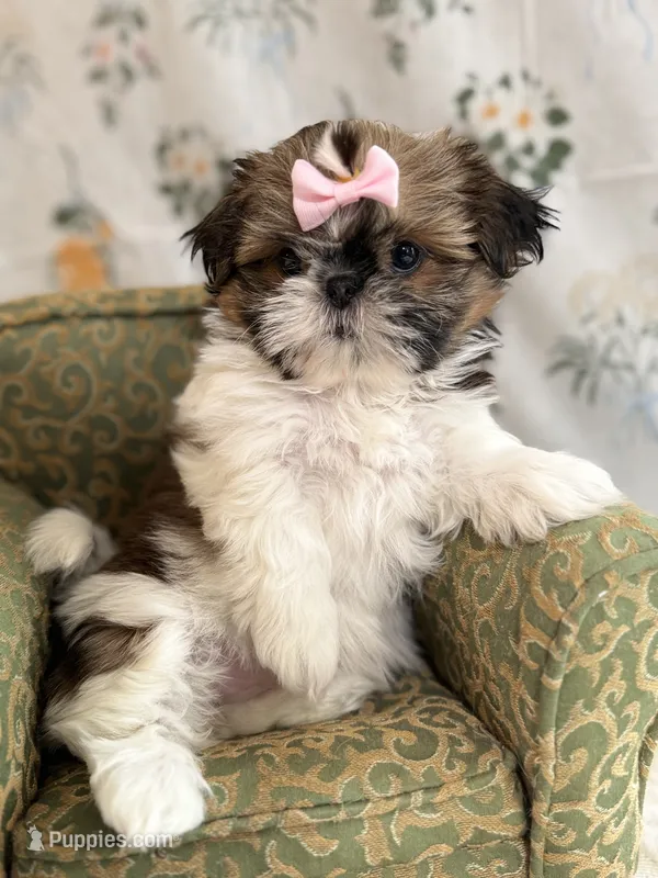 Peach – Shih Tzu puppy for sale in Williston, FL