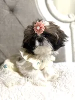 Kiwi, a female Shih Tzu for sale in Williston, FL – 2 of 8