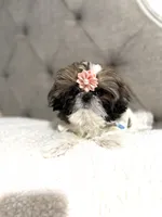 Kiwi, a female Shih Tzu for sale in Williston, FL – 5 of 8