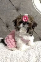 Peach, a female Shih Tzu for sale in Williston, FL – 2 of 8