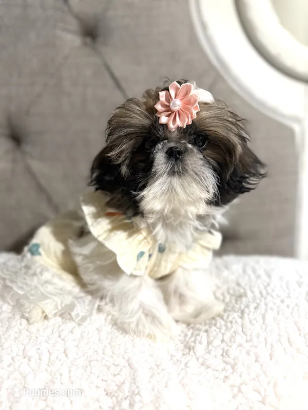 Kiwi – Shih Tzu puppy for sale in Williston, FL