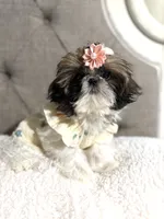 Kiwi, a female Shih Tzu for sale in Williston, FL – 1 of 8