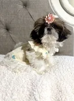 Kiwi, a female Shih Tzu for sale in Williston, FL – 3 of 8