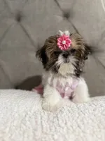 Peach, a female Shih Tzu for sale in Williston, FL – 5 of 8