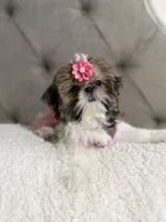 Peach, a female Shih Tzu for sale in Williston, FL – 4 of 8