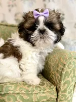 Kiwi, a female Shih Tzu for sale in Williston, FL – 7 of 8