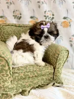Kiwi, a female Shih Tzu for sale in Williston, FL – 4 of 8