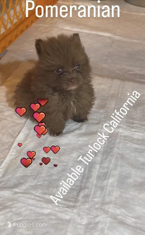 Bears, a female Pomeranian for sale in Turlock, CA – Photo 1 of 4