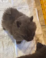 Bears, a female Pomeranian for sale in Turlock, CA – Photo 2 of 4