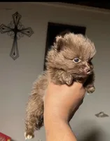 Bears, a female Pomeranian for sale in Turlock, CA – Photo 4 of 4