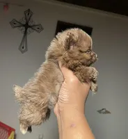 Bears, a female Pomeranian for sale in Turlock, CA – Photo 3 of 4
