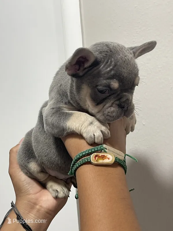 Rocky  – French Bulldog puppy for sale in Turlock, CA