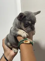 Rocky , a male French Bulldog for sale in Turlock, CA – 1 of 2