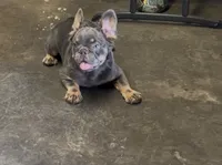  Cherry, a female French Bulldog for sale in Turlock, CA – 2 of 2