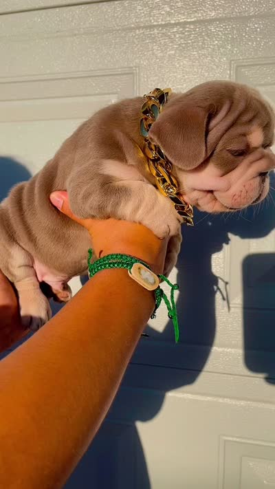 Gucci, a male French Bulldog for sale in Turlock, CA – 4 of 4