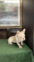 Chickis , a female French Bulldog for sale in Turlock, CA – 3 of 3