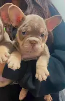 Nick, a male French Bulldog for sale in Turlock, CA – Photo 3 of 3