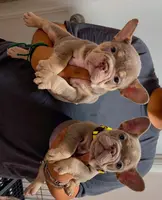 Nick, a male French Bulldog for sale in Turlock, CA – Photo 1 of 3