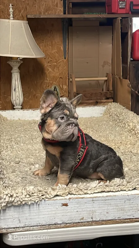 Strawberry – French Bulldog puppy for sale in Turlock, CA