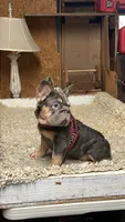 Strawberry, a female French Bulldog for sale in Turlock, CA – 1 of 5