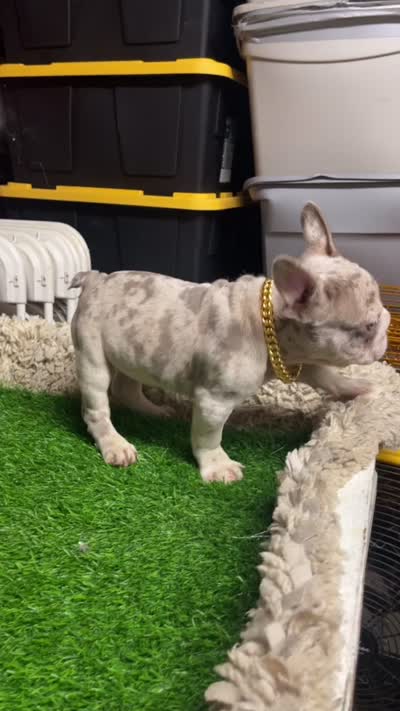 Teddy, a male French Bulldog for sale in Turlock, CA – 4 of 5