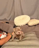 Jack, a male French Bulldog for sale in Turlock, CA – 2 of 3