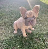 Strawberry, a female French Bulldog for sale in Turlock, CA – 2 of 3