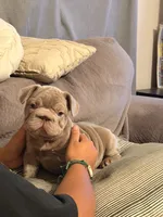 Jack, a male French Bulldog for sale in Turlock, CA – 3 of 3