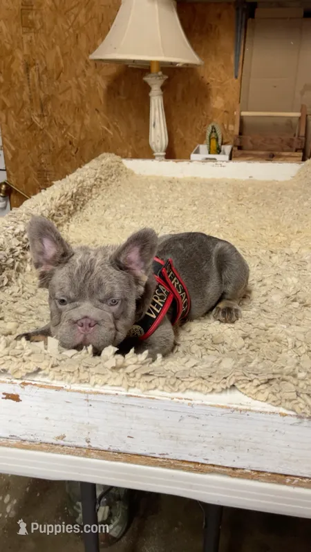 Chloe – French Bulldog puppy for sale in Turlock, CA