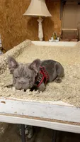 Chloe, a female French Bulldog for sale in Turlock, CA – 1 of 5