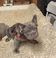 Chloe, a female French Bulldog for sale in Turlock, CA – 4 of 5