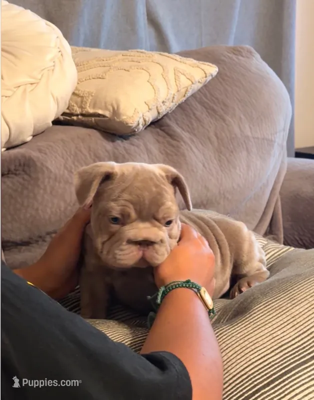 Jack – French Bulldog puppy for sale in Turlock, CA