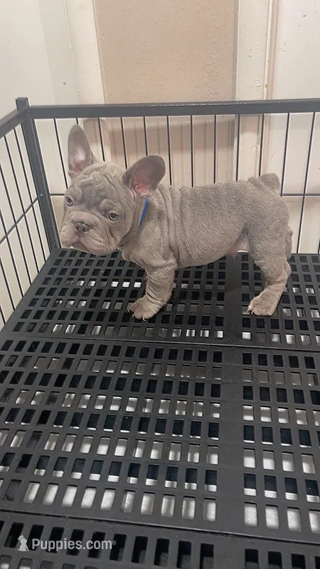 Mufasa Junior, a male French Bulldog for sale in Turlock, CA – 1 of 2