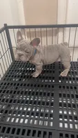 Mufasa Junior, a male French Bulldog for sale in Turlock, CA – 1 of 2