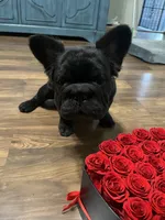 Dark, a male French Bulldog for sale in Turlock, CA – 3 of 4
