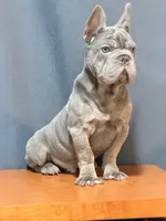 Mufasa Junior, a male French Bulldog for sale in Turlock, CA – 2 of 2