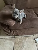 Rocky, a male French Bulldog for sale in Turlock, CA – 1 of 3