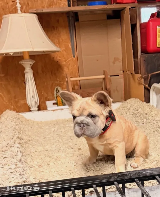 Fresa – French Bulldog puppy for sale in Turlock, CA