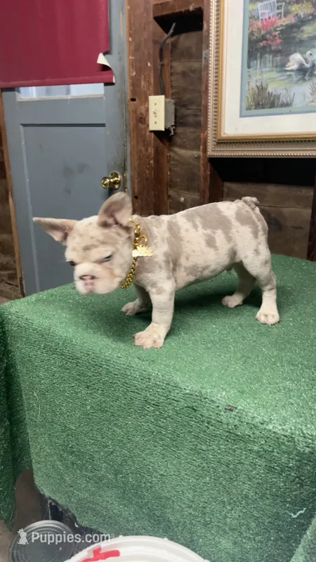 Teddy – French Bulldog puppy for sale in Turlock, CA