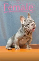 Chanel, a female French Bulldog for sale in Turlock, CA – 2 of 2