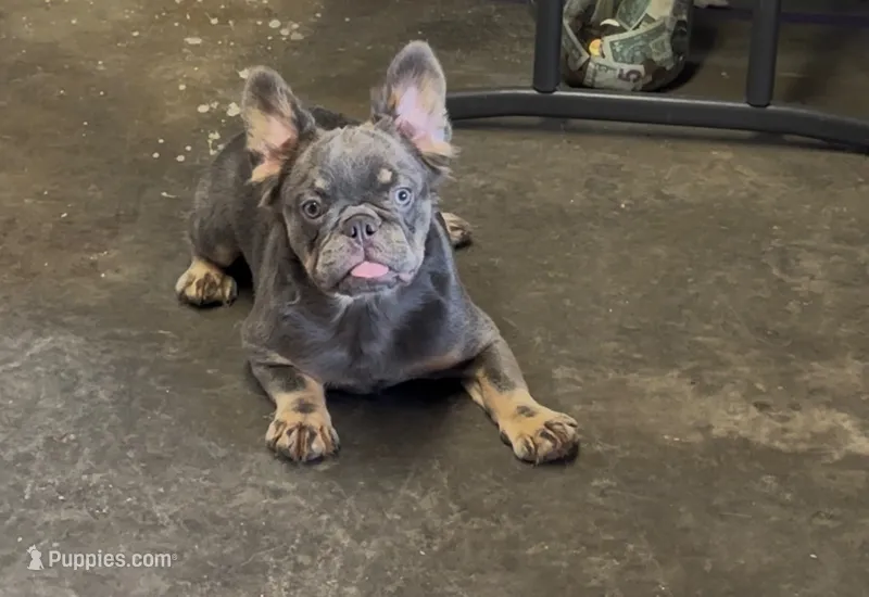  Cherry – French Bulldog puppy for sale in Turlock, CA